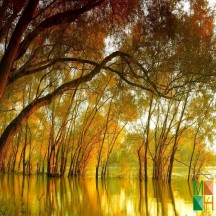 Tranh dán tường phòng khách Hàn Quốc đẹp NA - 420